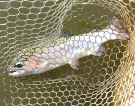 ナイスサイズ連発！ 大安トラウトレイク